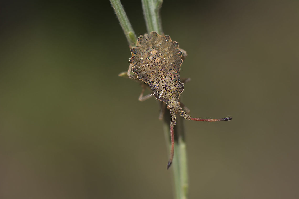 Enoplops sp Probably Enoplops cf schapha? I can't find a match for both scapha and bos, by comparing nymphs.<br />
<br />
Help :)<br />
(The only Coreidae found at the same area were Syromastus rhombeus, Haploprocta sulcicornis, lots of adult Coreus marginatus and nymphs on Rumex :), Pentatomidae Graphosoma italicum (by the hundreads), Carpocoris mediterraneus atlanticus (by the dozens), Palomena prasina (one), and this Coreidae nymph. Hemiptera