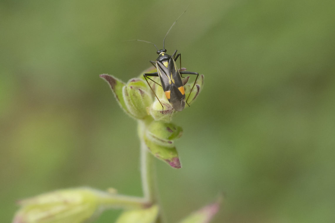 Grypocoris cf stysi? Found roughly at the same altitude but on different locations, on Digitalis thapsi<br />
<figure class="photo"><a href="https://www.jungledragon.com/image/44068/grypocoris_stysi.html" title="Grypocoris stysi"><img src="https://s3.amazonaws.com/media.jungledragon.com/images/2527/44068_thumb.jpg?AWSAccessKeyId=05GMT0V3GWVNE7GGM1R2&Expires=1770854410&Signature=FEdScpAhUMoux6hTVuD2kdHBbjA%3D" width="200" height="134" alt="Grypocoris stysi Grypocoris stysi and G. sexguttatus have been confused and mixed-up historically, so older records have to be interpreted with care. The current status in Fauna Europaea (2016-11 but last updated in 2011) would have stysi occurring in Spain and sexguttatus in Portugal, but both not vice versa.<br />
That makes this photo not only the first species record for Portugal on the JD site (and for the site as a whole), but also probably the first "published" record for Portugal for science ;o) Grypocoris stysi,Heteroptera,Miridae,Portugal" /></a></figure><br />
<br />
Thanks so much! Grypocoris cf stysi,biodiversity,hemiptera,insects,miridae