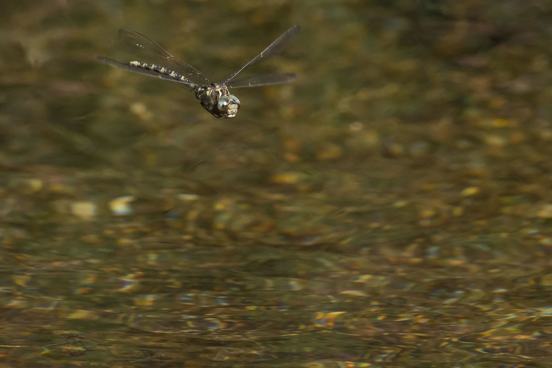 Boyeria irene Boyeria irene, adult male on a water stream<br />
Very hard to capture it on frame, this is the only on-focus frame that I have achieved so far :) Boyeria irene,Western spectre,aeshnidae,anisoptera,arthropoda,dragonfly,insecta,insects,odonata,summer,wildlife