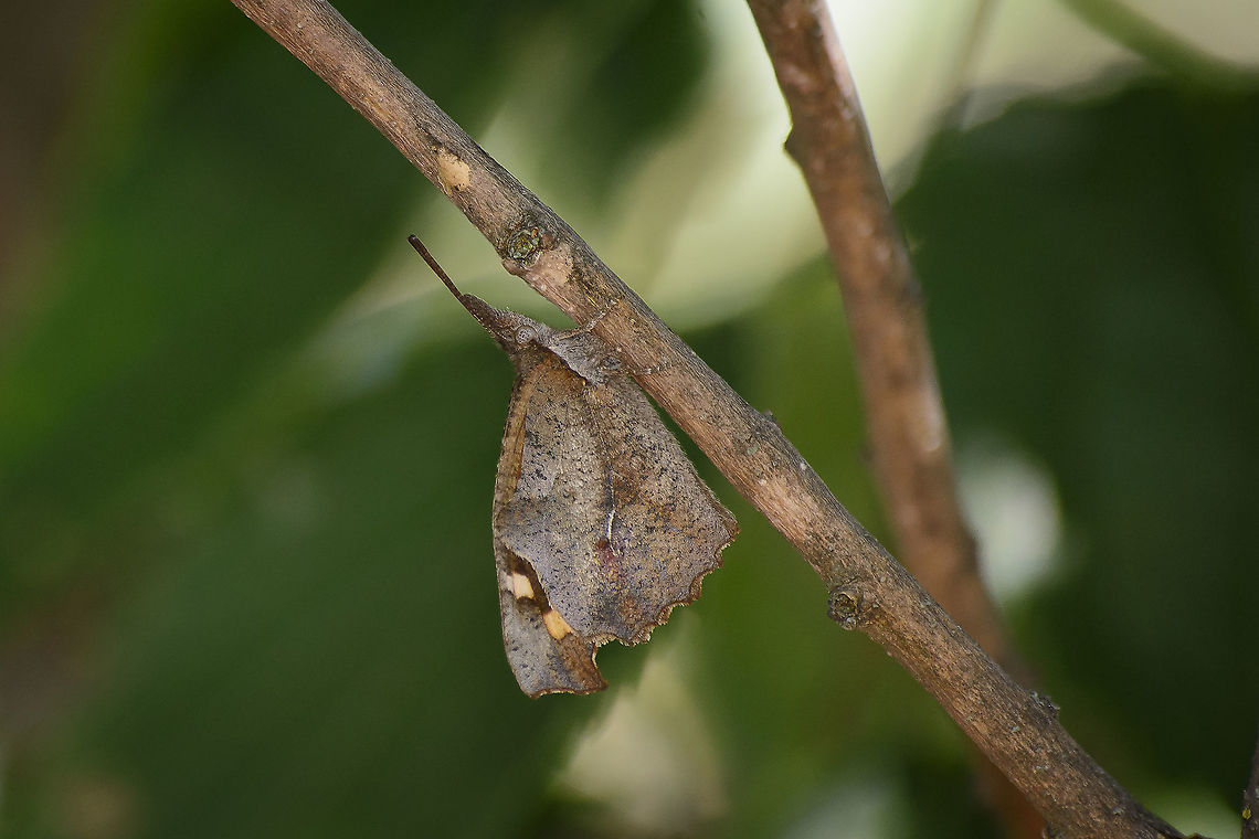 Libythea celtis Libythea celtis, under shaded by Celtis australis, on a very hot summer day. <br />
Finally a chance for a quick glimpse and some photos of this stunning and funny looking nymphalid :) Butterfly,European Beak,Lepidoptera,Libythea celtis,arthropoda,biodiversity,insecta,insects,nymphalidae,rhopalocera,summer
