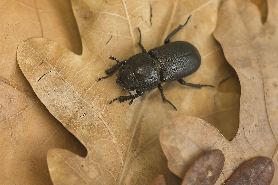 Dorcus parallelipipedus Dorcus parallelipipedus<br />
no IUCN Conservation Actions, yet :) Dorcus parallelipipedus,Lesser stag beetle,arthropoda,biodiversity,coleoptera,insecta,insects,lucanidae,summer