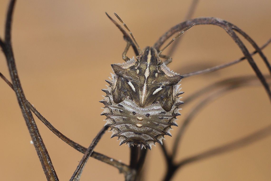 Ancyrosoma leucogrammes Ancyrosoma leucogrammes, final stage nymph.<br />
After a few hundreds that I usually find every year upon Daucus carota, finally I found a nymph. Ancyrosoma leucogrammes,bugs,hemiptera,heteroptera,nymph,pentatomidae,podopinae