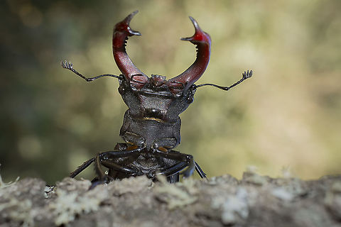 Lucanus cervus Lucanus cervus Closeup,Lucanus cervus,Stag beetle,arthropoda,biodiversity,coleoptera,habitats directive,insecta,insects,macro,nature,summer