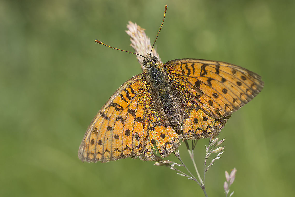 Argynnis niobe Argynnis niobe Argynnis niobe,Niobe fritillary