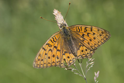 Argynnis niobe Argynnis niobe Argynnis niobe,Niobe fritillary