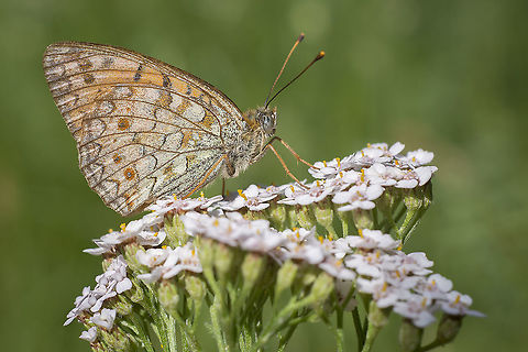 Niobe fritillary