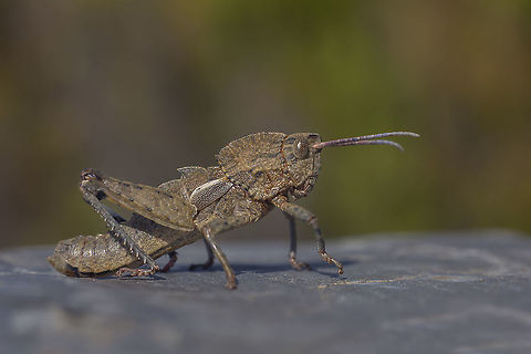 Ayres' Stone Grasshopper