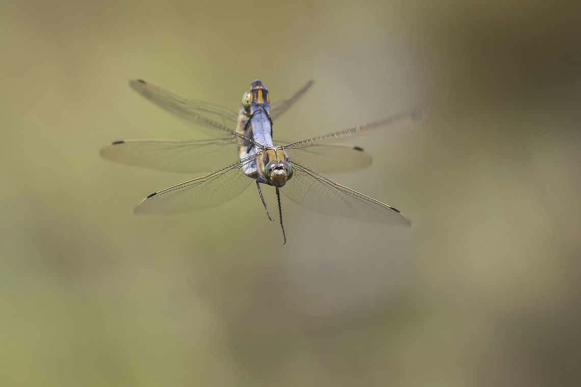 Mid flight Orthetrum cancellatum. a lucky shot*<br />
 Black-tailed skimmer,Libellulidae,Odonata,Orthetrum cancellatum,Orthretum,copulation