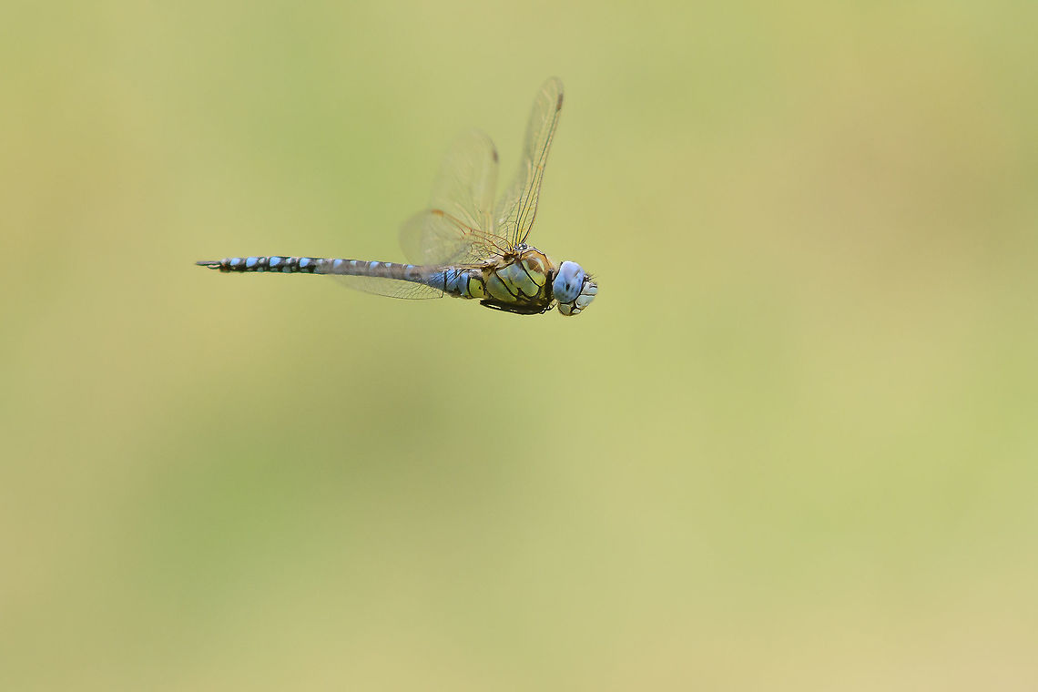 Aeshna affinis Aeshna affinis, male in flight Aeshna affinis,Southern migrant hawker