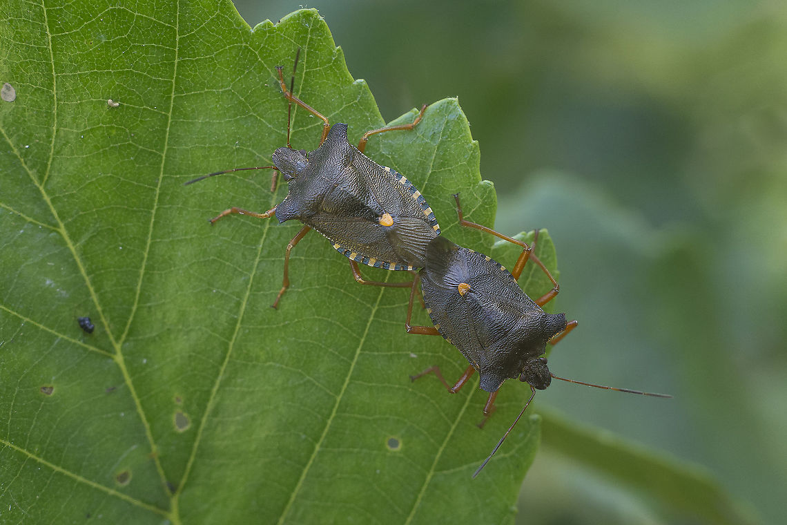 Pentatoma rufipes Pemtatoma rufipes, copula Forest bug,Pentatoma rufipes,Pentatominae,Pentatomini,arthropoda,biodiversity,hemiptera,heteroptera,insects,pentatomidae,reproduction,summer