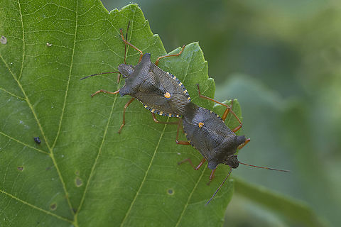 Pentatoma rufipes Pemtatoma rufipes, copula Forest bug,Pentatoma rufipes,Pentatominae,Pentatomini,arthropoda,biodiversity,hemiptera,heteroptera,insects,pentatomidae,reproduction,summer