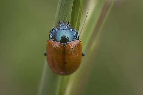 Chrysolina grossa Chrysolina grossa, top view Chrysolina grossa,athropoda,biodiversity,chrysomelidae,coleoptera,insecta,insects,spring