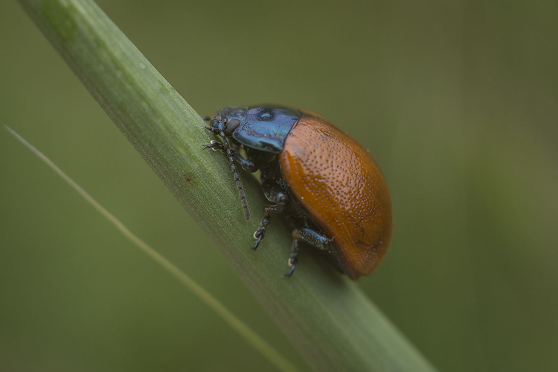 Chrysolina grossa Chrysolina grossa, lateral Chrysolina grossa,athropoda,biodiversity,chrysomelidae,coleoptera,insecta,insects,spring