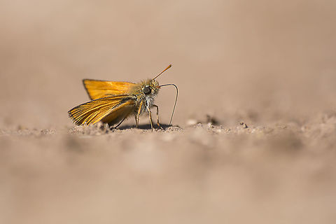 Thymellicus sylvestris Thymellicus sylvestris Small skipper,Thymelicus sylvestris,Thymellicus sylvestris,arthropoda,butterfly,hesperiidae,insecta,insects,lepidoptera,rhopalocera,spring