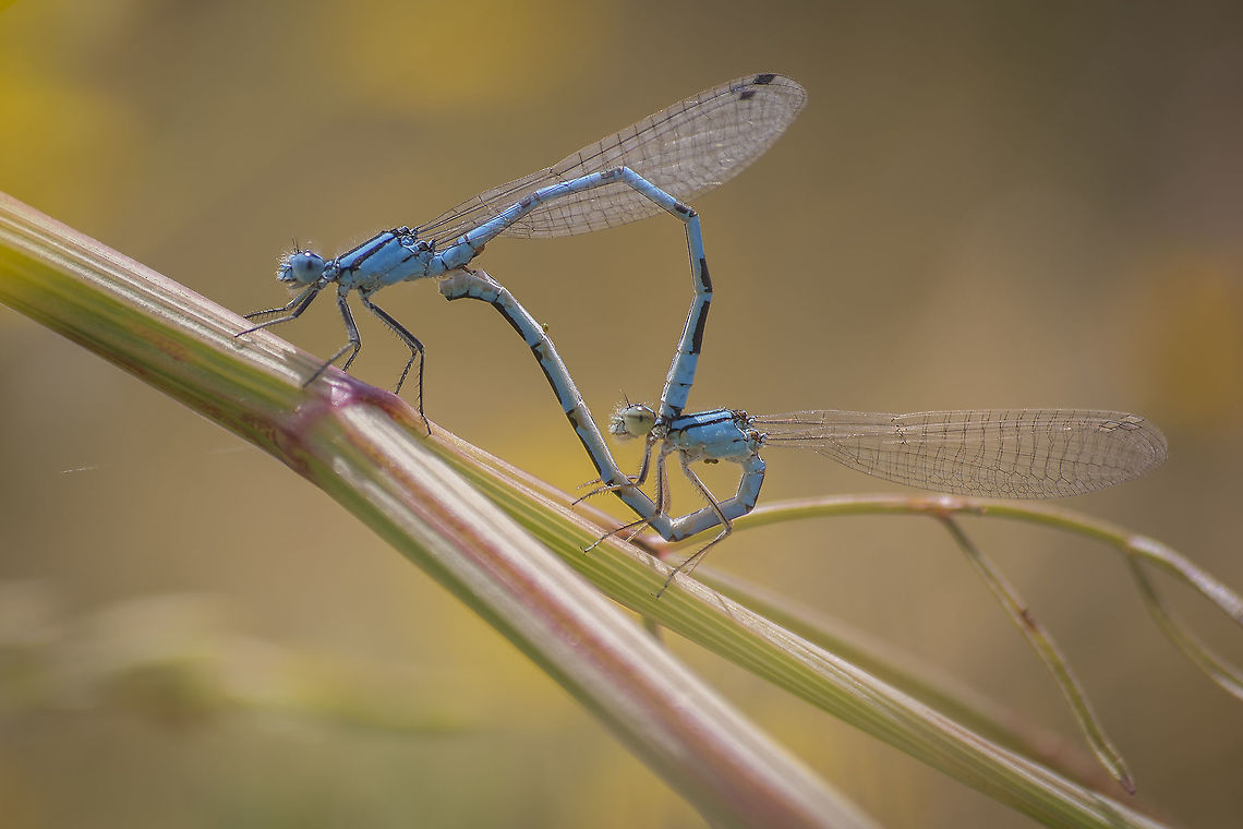 Enallagma cyathigerum Enallagma cyathigerum, copula Common blue damselfly,Enallagma cyathigerum,biodiversity,coenagrionidae,insecta,insects,odonata,summer,zygoptera