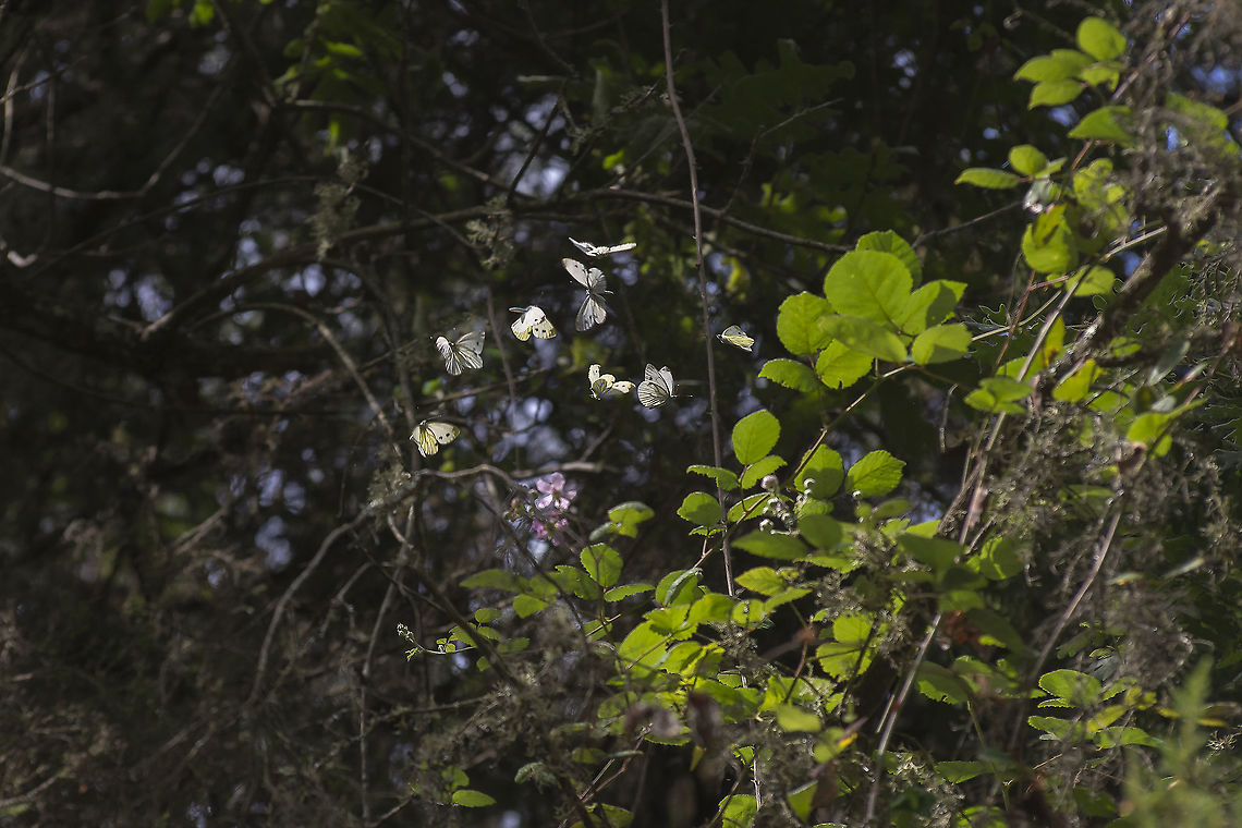 Pieris napi Pieris napi. Composition of the nupcial flight of this lepitopterans :) Green-veined White,Pieris napi,biodiversity,butterfly,insecta,insects,lepidoptera,pieridae