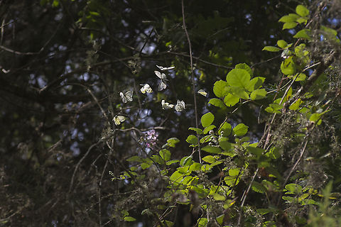 Pieris napi Pieris napi. Composition of the nupcial flight of this lepitopterans :) Green-veined White,Pieris napi,biodiversity,butterfly,insecta,insects,lepidoptera,pieridae