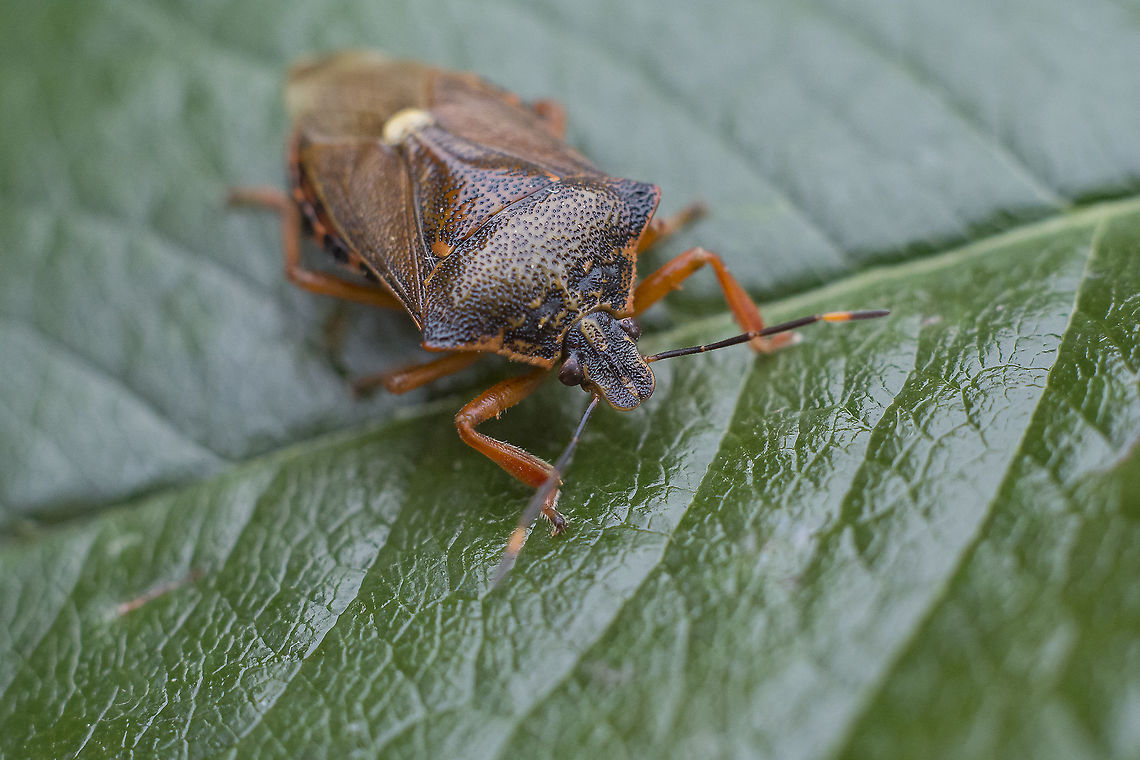 Pinthaeus sanguinipes Pinthaeus sanguinipes Pinthaeus sanguinipes,biodiversity,bugs,hemiptera,heteroptera,insecta,insects,pentatomidae,summer