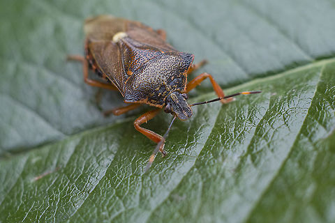 Pinthaeus sanguinipes Pinthaeus sanguinipes Pinthaeus sanguinipes,biodiversity,bugs,hemiptera,heteroptera,insecta,insects,pentatomidae,summer