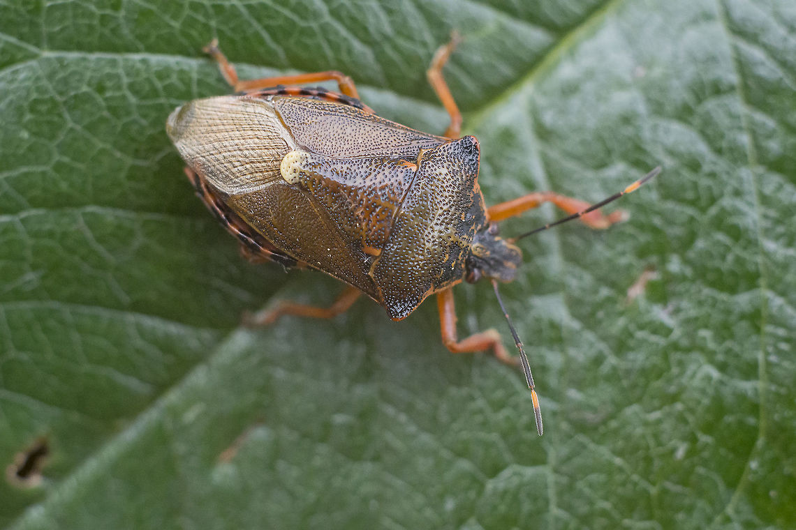 Pinthaeus sanguinipes Pinthaeus sanguinipes Pinthaeus sanguinipes,biodiversity,bugs,hemiptera,heteroptera,insecta,insects,pentatomidae,summer