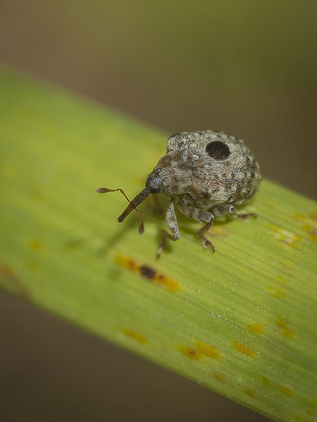 Cionus sp Cionus sp<br />
Latero dorsal view<br />
<br />
ID please if possible<br />
Thanks! Arthropoda,Curculionidae,biodiversity,coleoptera,curculionidae,insecta,insects,summer
