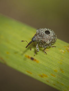 Cionus sp Cionus sp
Latero dorsal view

ID please if possible
Thanks! Arthropoda,Curculionidae,biodiversity,coleoptera,curculionidae,insecta,insects,summer