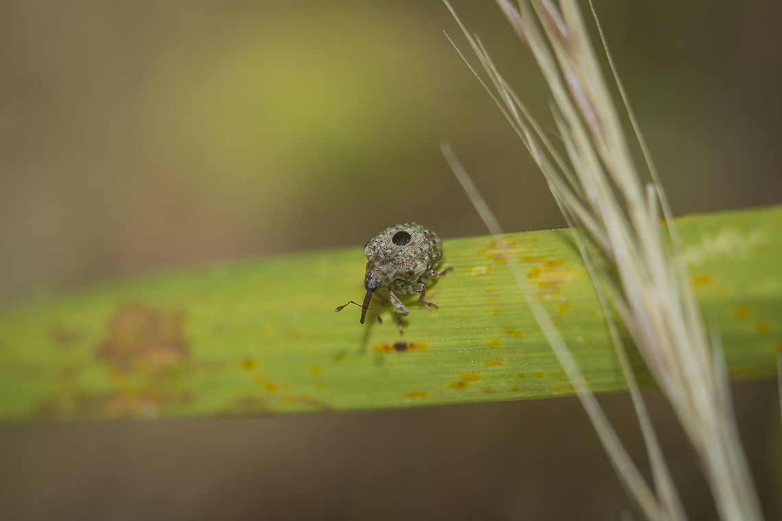 Cionus sp Cionus sp<br />
ID please, if possible.<br />
Thanks!<br />
<br />
Tiny beautiful creature :)<br />
3&ndash;4.6mm subject | Full Res<br />
<br />
Cropped image, here:<br />
<figure class="photo"><a href="https://www.jungledragon.com/image/86894/cionus_sp.html" title="Cionus sp"><img src="https://s3.amazonaws.com/media.jungledragon.com/images/2527/86894_thumb.jpg?AWSAccessKeyId=05GMT0V3GWVNE7GGM1R2&Expires=1770854410&Signature=i%2B0m2s8mloHQLs%2Fbjk5Maedax%2Fo%3D" width="114" height="152" alt="Cionus sp Cionus sp<br />
Latero dorsal view<br />
<br />
ID please if possible<br />
Thanks! Arthropoda,Curculionidae,biodiversity,coleoptera,curculionidae,insecta,insects,summer" /></a></figure><br />
<br />
EXIF: Helios 44-2 58mm F2.0 | f/ 5.6-8.0 | 20mm Extension | Flash Arthropoda,Curculionidae,biodiversity,coleoptera,curculionidae,insecta,insects,summer