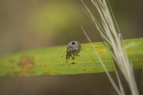 Cionus sp Cionus sp
ID please, if possible.
Thanks!

Tiny beautiful creature :)
3&ndash;4.6mm subject | Full Res

Cropped image, here:
https://www.jungledragon.com/image/86894/cionus_sp.html

EXIF: Helios 44-2 58mm F2.0 | f/ 5.6-8.0 | 20mm Extension | Flash Arthropoda,Curculionidae,biodiversity,coleoptera,curculionidae,insecta,insects,summer