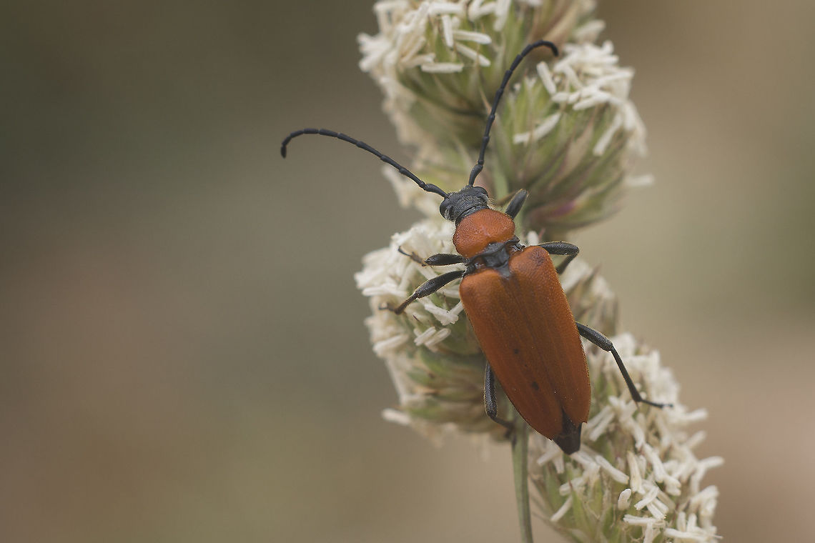 Stictoleptura fontenayi Stictoleptura fontenayi Stictoleptura fontenayi,biodiversity,cerambycidae,coleoptera,insecta,insects,summer