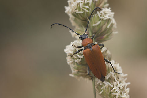 Stictoleptura fontenayi Stictoleptura fontenayi Stictoleptura fontenayi,biodiversity,cerambycidae,coleoptera,insecta,insects,summer