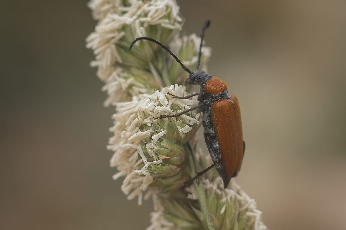 Stictoleptura fontenayi Stictoleptura fontenayi Stictoleptura fontenayi,biodiversity,cerambycidae,coleoptera,insecta,insects,summer