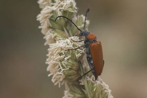 Stictoleptura fontenayi Stictoleptura fontenayi Stictoleptura fontenayi,biodiversity,cerambycidae,coleoptera,insecta,insects,summer