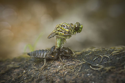 Ecdysis - emergence of a dragonfly After a few moults, or ecdysis - moulting of the cuticle in invertebrates - a new (re)born dragonfly slowly emerges from its last exuviae... during its emergence haemolymph is pumped throughout the entire body especially to the wings, which causes them to expand to their full extend.

This series were captured during the field work for the IUCN red List, 
and just for a brief short, because there's never enough time to spend on this observations :)
https://www.jungledragon.com/image/87202/ecdysis_-_emergence_of_a_dragonfly.html

EXIF: Zenit Helios 44-2 58mm f/2 M42 | 12mm extension | Handheld Blue-eyed hook-tailed dragonfly,Onychogomphus uncatus,anisoptera,biodiversity,dragonfly,edysis,insecta,insects,metamorphosis,odonata,summer