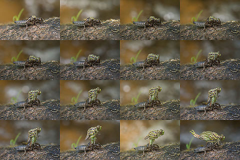 Ecdysis - emergence of a dragonfly Ecdysis
Elapsed time 30min, from 4:25 to 4:55 pm
EXIF: Zenit Helios 44-2 58mm f/2 M42 | 12mm extension | Handheld Blue-eyed hook-tailed dragonfly,Onychogomphus uncatus