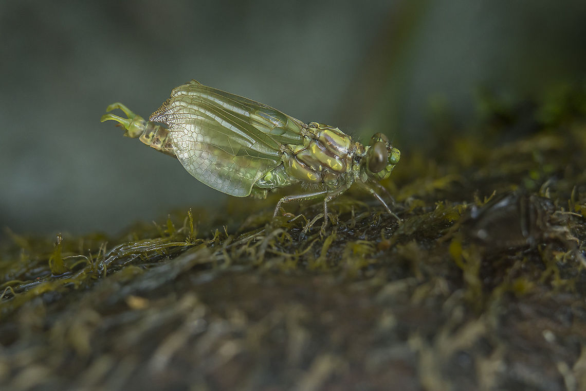 Ecdysis - emergence of a dragonfly Last photograph of the series. After a while, the dragonfly moved out of the exuvia (at the right side), still showing &quot;half-developed&quot; wings. The abdominal region is also &quot;half developed&quot; yet:<br />
<figure class="photo"><a href="https://www.jungledragon.com/image/33105/onychogomphus_uncatus.html" title="Onychogomphus uncatus"><img src="https://s3.amazonaws.com/media.jungledragon.com/images/2527/33105_thumb.jpg?AWSAccessKeyId=05GMT0V3GWVNE7GGM1R2&Expires=1767225610&Signature=rBjrWdD%2F8ZQpCh%2BliHeWl8zlQ34%3D" width="200" height="134" alt="Onychogomphus uncatus Onychogomphus uncatus, adult male. Onychogomphus uncatus,animalia,anisoptera,biodiversity,gomphidae,insects,odonata" /></a></figure><br />
Well, one third :)<br />
<br />
This final growth or maturation will endure in the days ahead, when the exoskeleton is strong enough to support energy expenditure in search of food, and subsequent in establishing the territory for reproduction. In this kind of environment and under very favorable conditions, this species can live until the end of August, or little more ... little more than thirty days :) Everything I am referring here is based only on direct observation, just one particular species which has a very reduced metamorphosis window over time.<br />
<br />
EXIF: Zenit Helios 44-2 58mm f/2 M42 | 12mm extension | Handheld Blue-eyed hook-tailed dragonfly,Onychogomphus uncatus