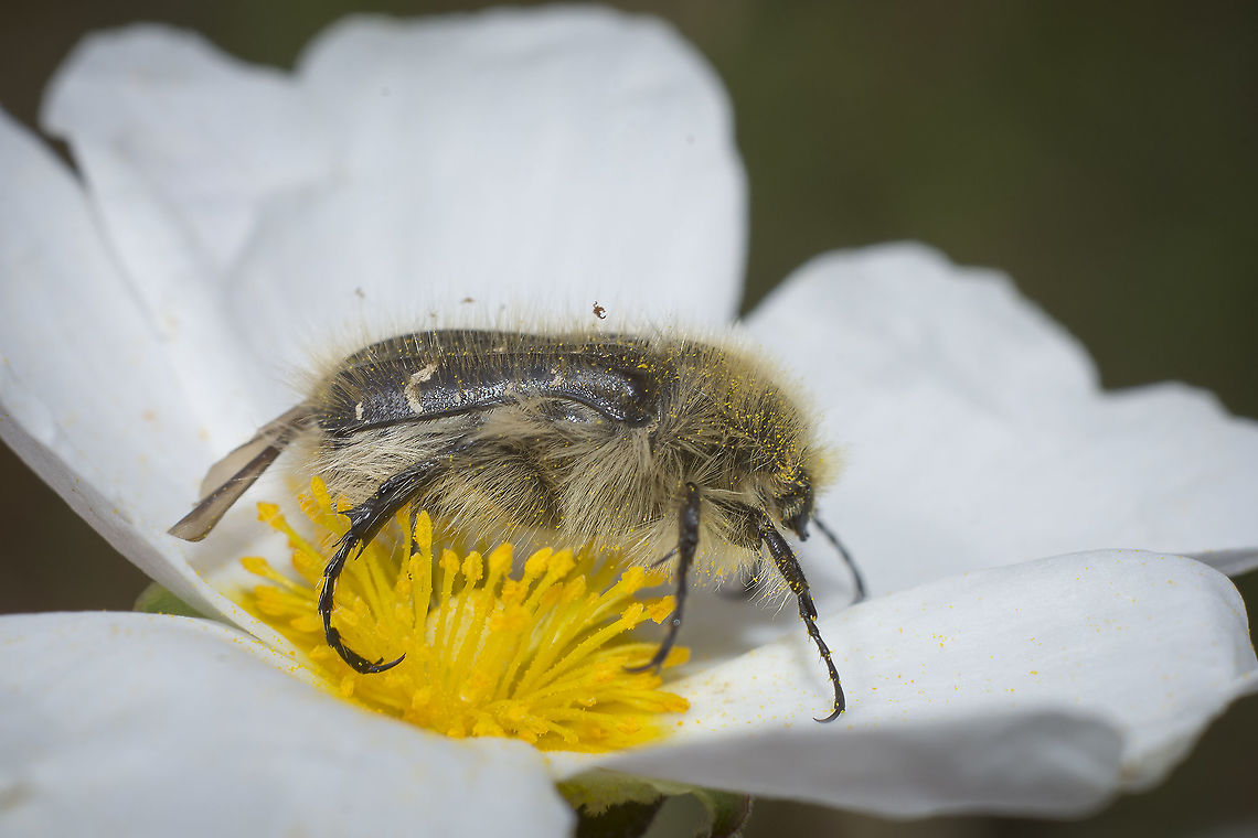 Tropinota squalida Tropinota squalida "Cetoniidae",Cetoniinae,Cetoniini,Coleoptera,IUCN,Scarabaeidae,Tropinota squalida,beetle,beetles,biodiversity,redlist,spring