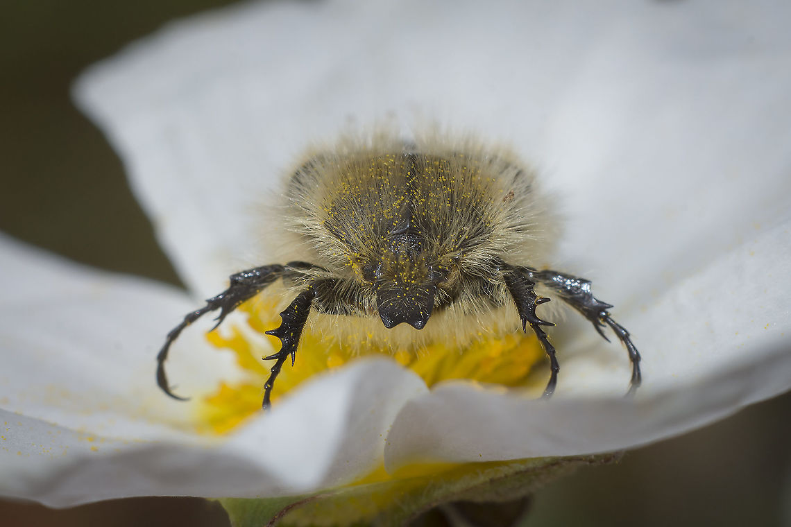 Tropinota squalida Tropinota squalida "Cetoniidae",Cetoniinae,Cetoniini,Coleoptera,IUCN,Scarabaeidae,Tropinota squalida,beetle,beetles,biodiversity,redlist,spring