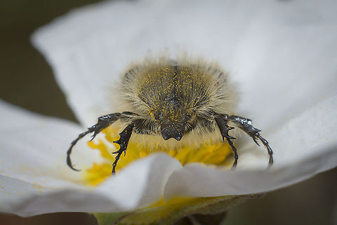 Tropinota squalida Tropinota squalida "Cetoniidae",Cetoniinae,Cetoniini,Coleoptera,IUCN,Scarabaeidae,Tropinota squalida,beetle,beetles,biodiversity,redlist,spring