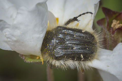 Tropinota squalida Tropinota squalida "Cetoniidae",Cetoniinae,Cetoniini,Coleoptera,IUCN,Scarabaeidae,Tropinota squalida,beetle,beetles,biodiversity,redlist,spring