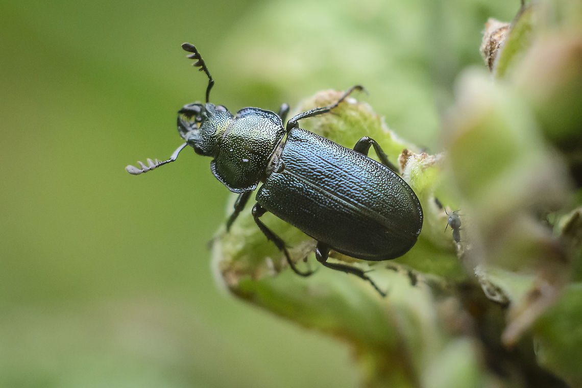 Platycerus spinifer  Platycerus spinifer IUCN,Lucanidae,Platycerus spinifer,arthopoda,beetle,beetles,biodiversity,coleoptera,insecta,insects,redlist