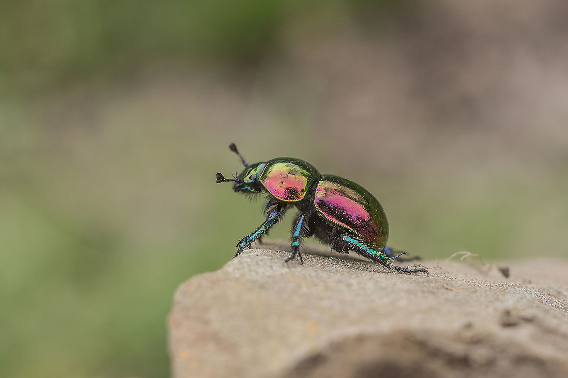 Trypocopris vernalis Trypocopris vernalis Geotrupidae,Geotrupini,Spring dor beetle,Trypocopris,Trypocopris vernalis,beetle,coleoptera,insects,spring