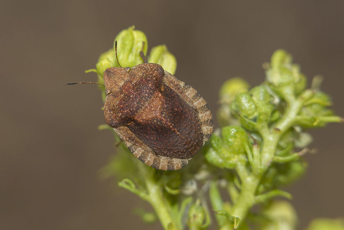 Eurygaster hottentotta Eurygaster hottentotta, on Ruta montana Eurygaster hottentotta,Scutelleridae,biodiversity,bugs,hemiptera,heteroptera,pentatomoidea,summer