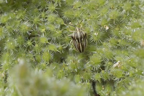 Tholagmus sp Tholagmus sp
Tholagmus flavolineatus / Tholagmus strigatus
Can't find a key for this species... biodiversity,bugs,hemiptera,heteroptera,insecta,insects,pentatomoidea,podopinae,summer