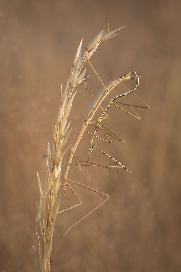 Leptynia attenuata Leptynia attenuata<br />
Copula Heteronemiidae,Leptynia attenuata,Phasmatodea,Stick insects,biodiversity,phasmida,reproduction,summer