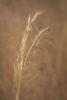Leptynia attenuata Leptynia attenuata
Copula Heteronemiidae,Leptynia attenuata,Phasmatodea,Stick insects,biodiversity,phasmida,reproduction,summer
