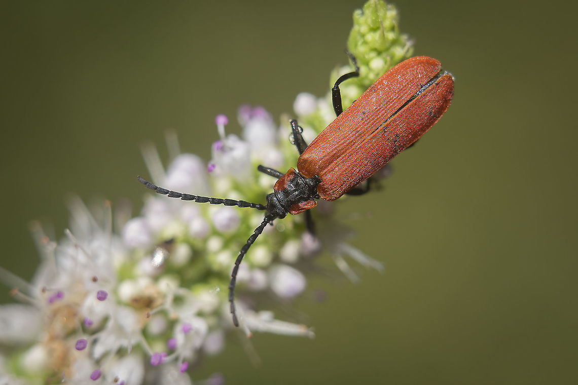 Lygistopterus sanguineus Lygistopterus sanguineus Arthropoda,Coleoptera,Insects,Lycid Beetle,Lycidae,Lygistopterus sanguineus,biodiversity,insecta