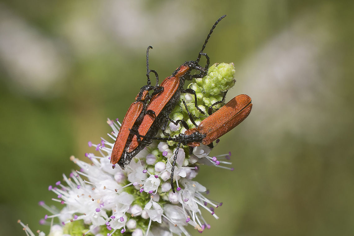Lygistopterus sanguineus Lygistopterus sanguineus<br />
Two males fighting for a female Arthropoda,Coleoptera,Insects,Lycid Beetle,Lycidae,Lygistopterus sanguineus,biodiversity,insecta