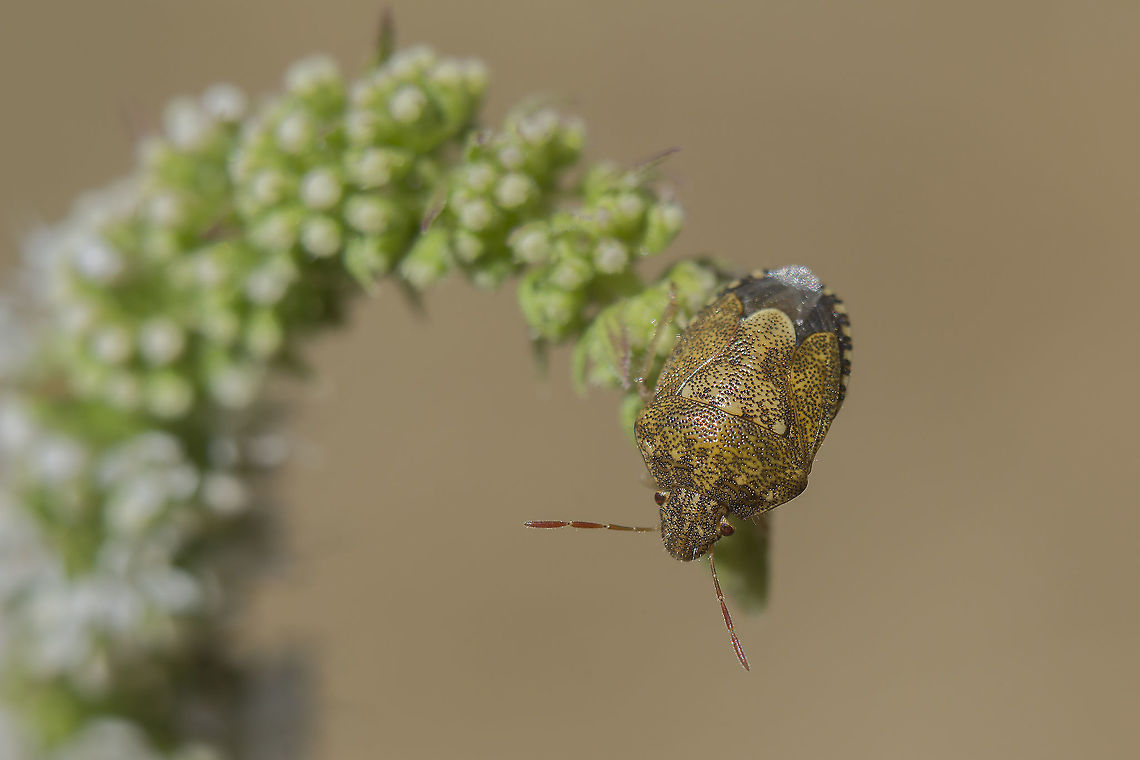 Staria lunata Staria lunata Pentatomidae,Pentatomoidea,Staria lunata,arthopoda,biodiversity,insecta,insects