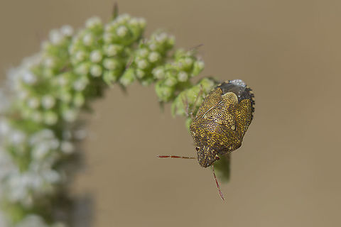 Staria lunata Staria lunata Pentatomidae,Pentatomoidea,Staria lunata,arthopoda,biodiversity,insecta,insects