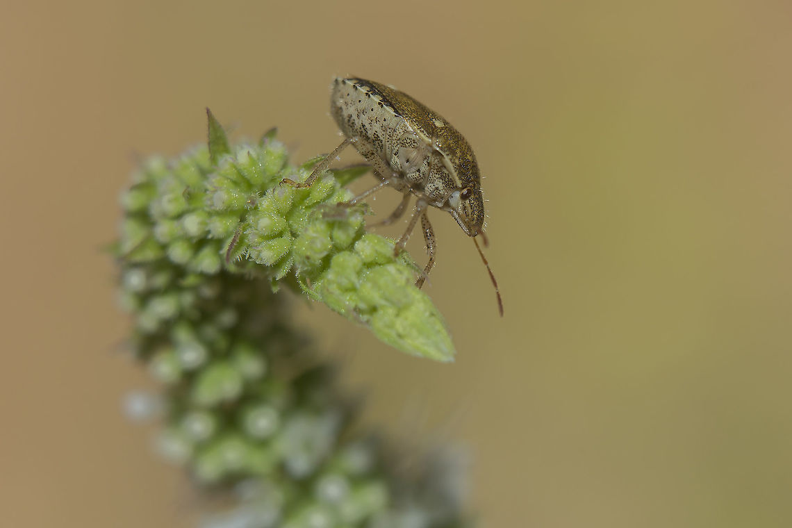 Staria lunata Staria lunata Pentatomidae,Pentatomoidea,Staria lunata,arthopoda,biodiversity,insecta,insects